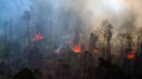 kalimantan-timur-mulai-waspada-kebakaran-hutan-dan-lahan-nbs